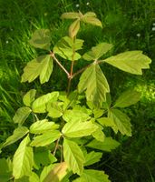 Acer griseum (Franch.) Pax – Photo: Andrea Moro 2006, Dryades TSB33478.jpg