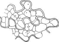 Hyalopsora polypodii (Pers.) Magn. Abb0029 (Gäumann 1959, Rostpilze Mitteleuropas).png