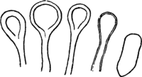 Melampsora allii-populina Kleb. Abb0123-3 (Gäumann 1959, Rostpilze Mitteleuropas).png