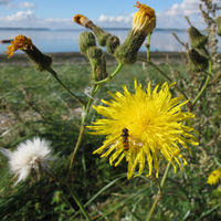 BEQ PD Sonchus uliginosus.jpg