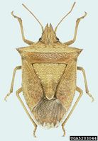 Dichelops furcatus IPM5203044.jpg