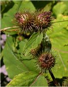 Arctium minus