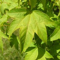 Acer erianthum Schwer. – Photo: Andrea Moro 2007, Dryades TSB45600.jpg