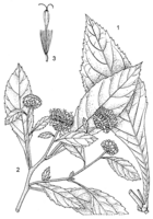 Linedrawing Vernonia hymenolepis.gif