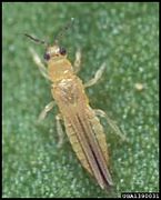 Scirtothrips perseae IPM1390031.jpg