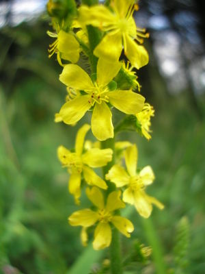 Agrimonia eupatoria JuliaKruse.jpg