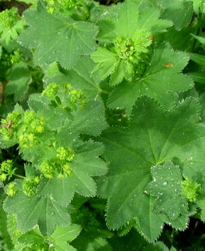 Alchemilla acutiloba leaf (09).jpg