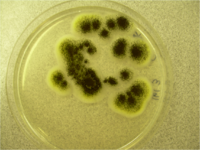 Aspergillus plate.png