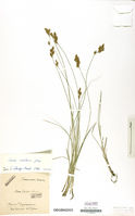 Carex ligerica herbarium (2).jpg