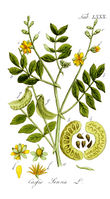 Cassia senna Ypey80.jpg