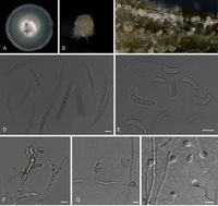 Fusarium duoseptatum StudMycol 2019.jpg