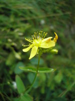 Hypericum montanum JuliaKruse.jpg