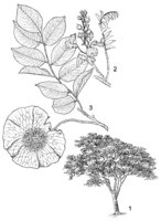 Linedrawing Pterocarpus angolensis.gif