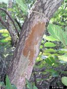 Phellinus ferruginosus IPM5379782.jpg