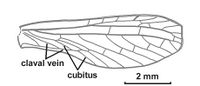 Proutista wilemani forewing.jpg