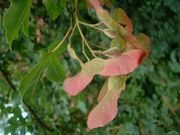 Acer campestris1.jpg