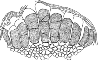 Coleosporium sonchi (Schum.) Lev. Abb0113 (Gäumann 1959, Rostpilze Mitteleuropas).png