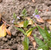 Veronica catenata Pennell