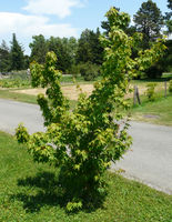 Acer oliverianum Pax – Photo: Andrea Moro 2008, Dryades TSB56725.jpg