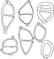 Gymnosporangium Gaeumanni Zogg. Abb0994b (Gäumann 1959, Rostpilze Mitteleuropas).png