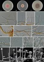 Phaeoacremonium scolyti StudMycol 2006.jpg