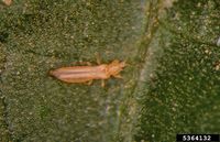 Western flower thrips.jpg