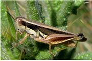 Dichroplus elongatus OrthopteraSpeciesFile.jpg