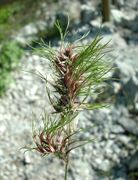 Inflorescence with bulbils of Poa bulbosa L. subsp. bulbosa