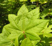 Acer circinatum Pursh – Photo: Andrea Moro 2006, Dryades TSB35942.jpg