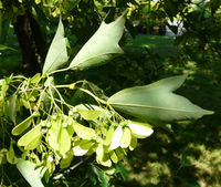 Acer buergerianum subsp. formosanum (Hayata) Murray & Lauener – Photo: Andrea Moro 2008, Dryades TSB56690.jpg