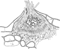 Gymnosporangium clavariaeforme (Jacq.) DC. Abb0995 (Gäumann 1959, Rostpilze Mitteleuropas).png