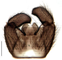 Leptosciarella subviatica Hypopygium KH1015.jpg