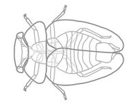 Peloridiidae overview.JPG