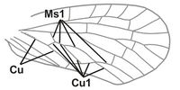 Sumangala delicatula forewing.jpg