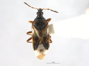Anthocoris antevolens BOLD Systems.png