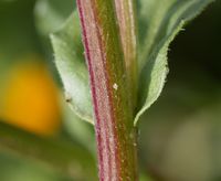 Calendula arvensis stem (02).jpg