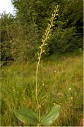 Habit of Neottia ovata (L.) Bluff & Fingerh. (photo Andrea Moro 2004)