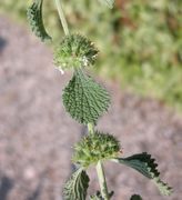 Marrubium vulgare L.