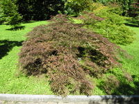 Acer palmatum – Photo: Andrea Moro 2007, Dryades TSB46478.jpg