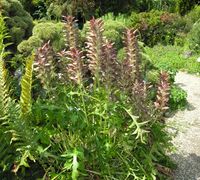 Acanthus longifolius Host – Photo: Andrea Moro 2007, Dryades TSB47802.jpg