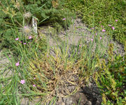 Dianthus deltoides subsp. deltoides L.