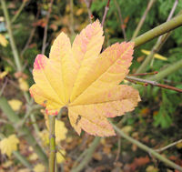 Acer circinatum Pursh – Photo: Andrea Moro 2008, Dryades TSB60199.jpg