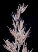 Detail of inflorescence of Calamagrostis canescens (Weber) Roth subsp. canescens