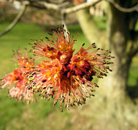 Acer rubrum L. – Photo: Andrea Moro 2009, Dryades TSB62501.jpg