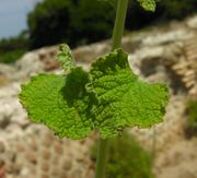 Marrubium vulgare L.