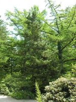 Abies koreana E.H. Wilson – Photo: Andrea Moro 2007, Dryades TSB45462.jpg