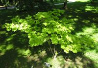 Acer shirasawanum f. aureum (Siesmayer) Delendick – Photo: Andrea Moro 2007, Dryades TSB46475.jpg