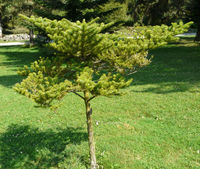 Abies firma Siebold & Zucc. – Photo: Andrea Moro 2008, Dryades TSB57030.jpg