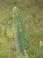 Abies pinsapo Boiss. – Photo: Andrea Moro 2008, Dryades TSB58403.jpg