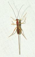 Macrocentrus Bugguide.jpg